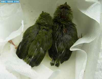 5.12大地震中的小雏鸟及地震记事（五）