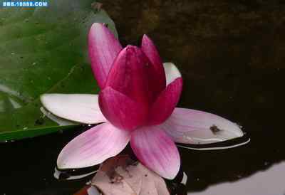 5.12大地震中的小雏鸟及地震记事（十一）