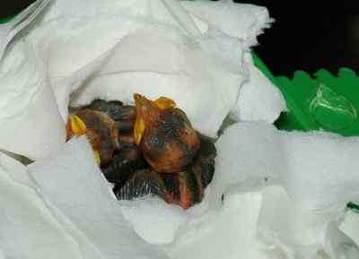 5.12大地震中的小雏鸟及地震记事（一）