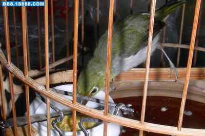 5.12大地震中的小雏鸟及地震记事(十三) 5.12大地震中的小雏鸟及地震记事(十三)