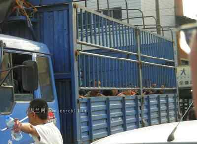 5.12大地震中的小雏鸟及地震记事（五）