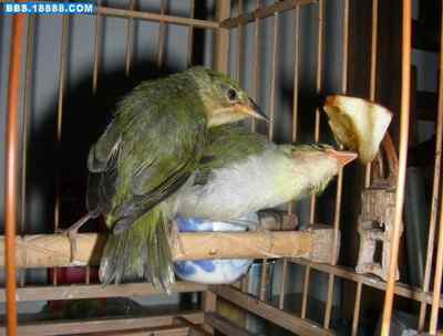 5.12大地震中的小雏鸟及地震记事（九）