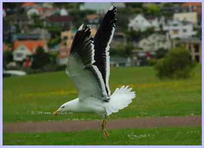 我和鸟儿的故事: 梦里鸟儿知多少（二）