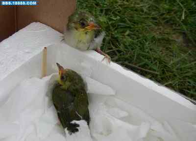 5.12大地震中的小雏鸟及地震记事（五）