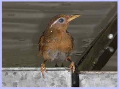 我和鸟儿的故事: 梦里鸟儿知多少(五)