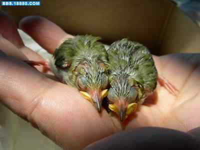 5.12大地震中的小雏鸟及地震记事（四）