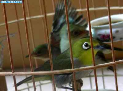 5.12大地震中的小雏鸟及地震记事（九）