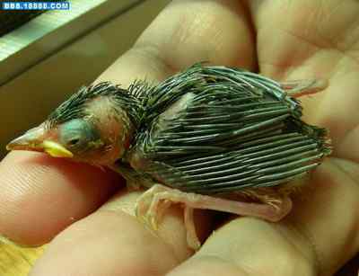 5.12大地震中的小雏鸟及地震记事（一）