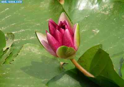 5.12大地震中的小雏鸟及地震记事（十一）