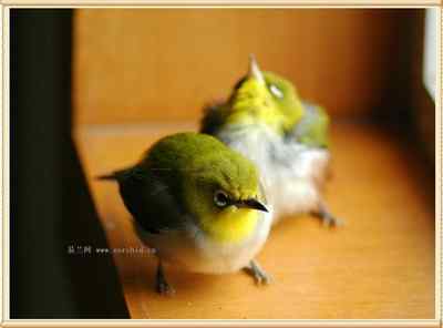 我和鸟儿的故事: 梦里鸟儿知多少（十二）