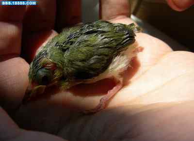 5.12大地震中的小雏鸟及地震记事（四）