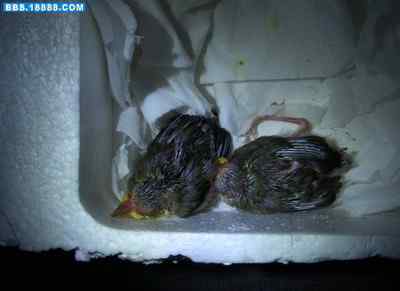 5.12大地震中的小雏鸟及地震记事（三）