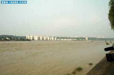 5.12大地震中的小雏鸟及地震记事(十六) 5.12大地震中的小雏鸟及地震记事(十六)