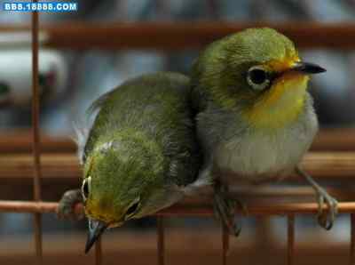 5.12大地震中的小雏鸟及地震记事(十三) 5.12大地震中的小雏鸟及地震记事(十三)