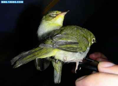 5.12大地震中的小雏鸟及地震记事（十二）