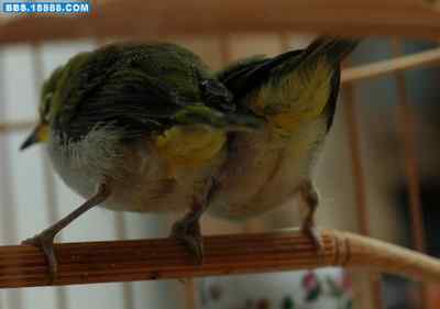 5.12大地震中的小雏鸟及地震记事(十三) 5.12大地震中的小雏鸟及地震记事(十三)