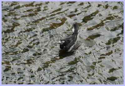 我和鸟儿的故事: 梦里鸟儿知多少(一)