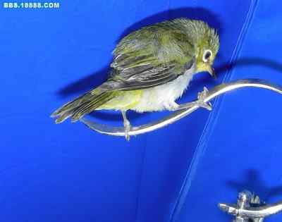 5.12大地震中的小雏鸟及地震记事（十四）