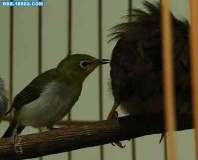 5.12大地震中的小雏鸟及地震记事(十七完结篇) 5.12大地震中的小雏鸟及地震记事(十七完结篇)