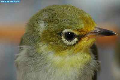 5.12大地震中的小雏鸟及地震记事(十三)