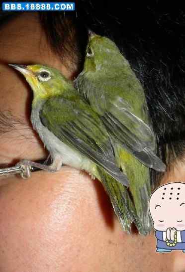 5.12大地震中的小雏鸟及地震记事（十二）