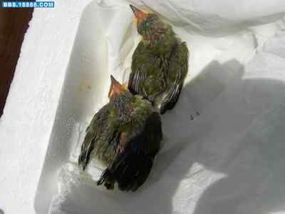 5.12大地震中的小雏鸟及地震记事（四）