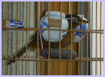 我和鸟儿的故事: 梦里鸟儿知多少(四) 我和鸟儿的故事: 梦里鸟儿知多少(四)