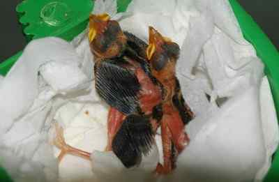 5.12大地震中的小雏鸟及地震记事（一）