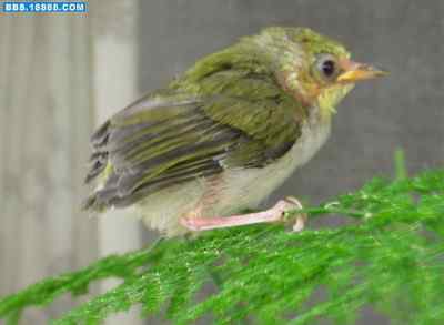 5.12大地震中的小雏鸟及地震记事（六）