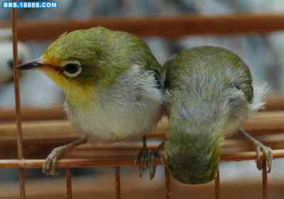 5.12大地震中的小雏鸟及地震记事(十三) 5.12大地震中的小雏鸟及地震记事(十三)