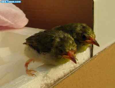 5.12大地震中的小雏鸟及地震记事（六）