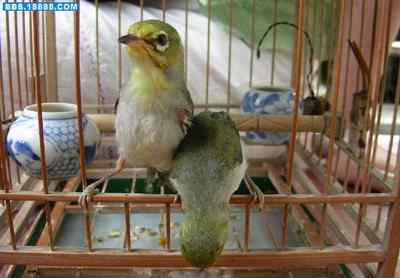 5.12大地震中的小雏鸟及地震记事（十一）