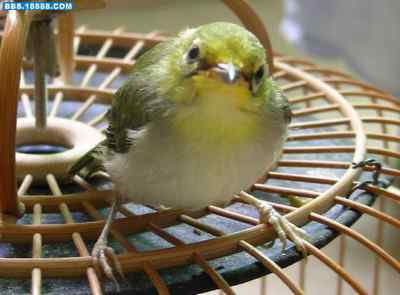 5.12大地震中的小雏鸟及地震记事（十二）