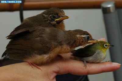 5.12大地震中的小雏鸟及地震记事(十七完结篇) 5.12大地震中的小雏鸟及地震记事(十七完结篇)