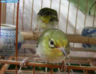 5.12大地震中的小雏鸟及地震记事（十一）