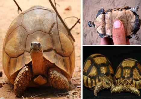 珍稀中的珍稀 The Rarest of the Rare