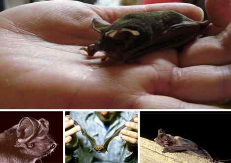 珍稀中的珍稀 The Rarest of the Rare