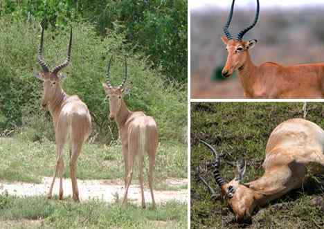 珍稀中的珍稀 The Rarest of the Rare