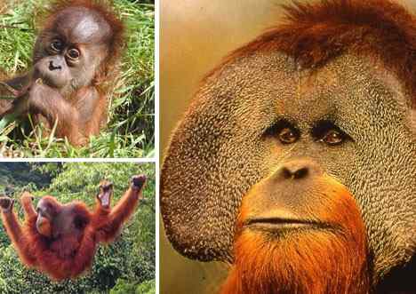 珍稀中的珍稀 The Rarest of the Rare