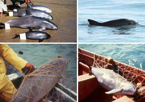 珍稀中的珍稀 The Rarest of the Rare