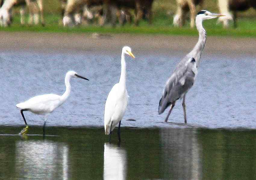 鹭之家族的“全家福”