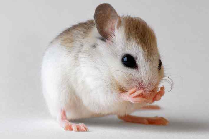 圣安德鲁海滩鼠——生态系统健康的晴雨表