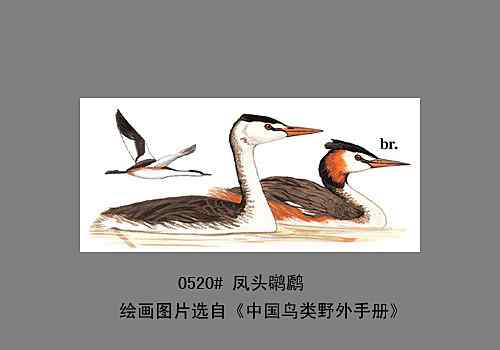 【鸟类介绍】凤头鸊鷉(feng tou pi ti)-82