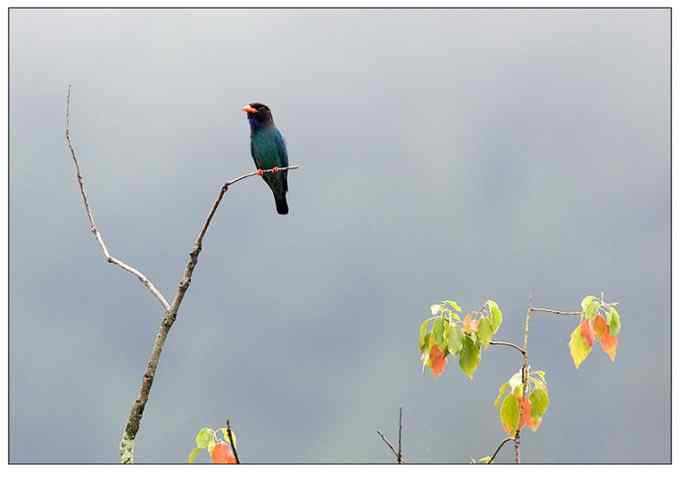 【鸟类介绍】三宝鸟(san bao niao) 49