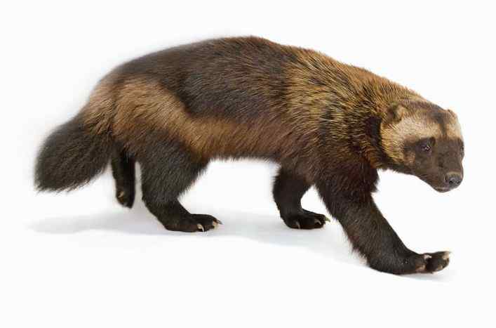 狼獾 Wolverine 像狼又像熊