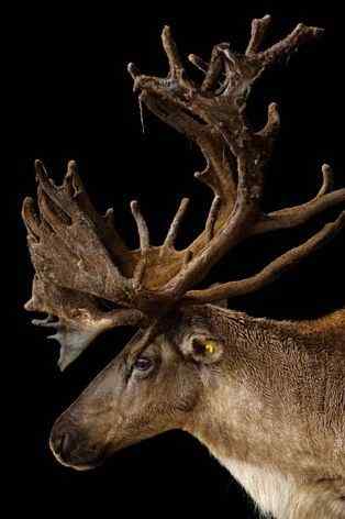 美国林地驯鹿只剩下40头