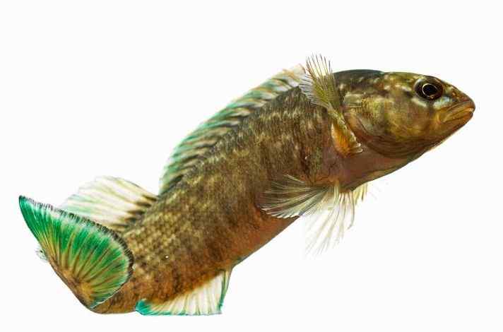 红鳍镖鲈 韦氏镖鲈