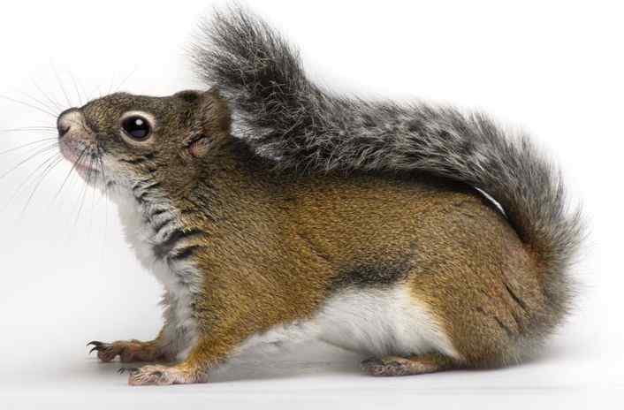 格莱汉姆山红松鼠 Mount Graham Red Squirrel