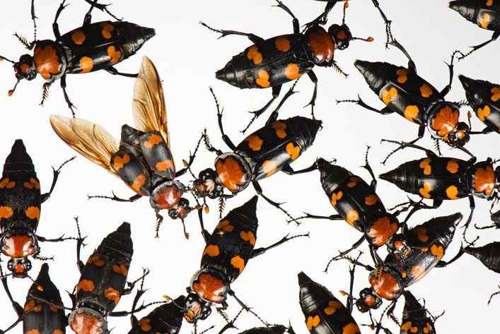 大自然的搬运工——美国填埋甲虫