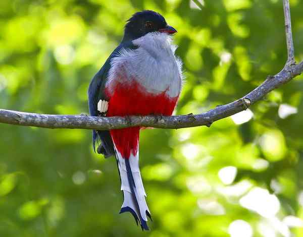世界各国国鸟图片